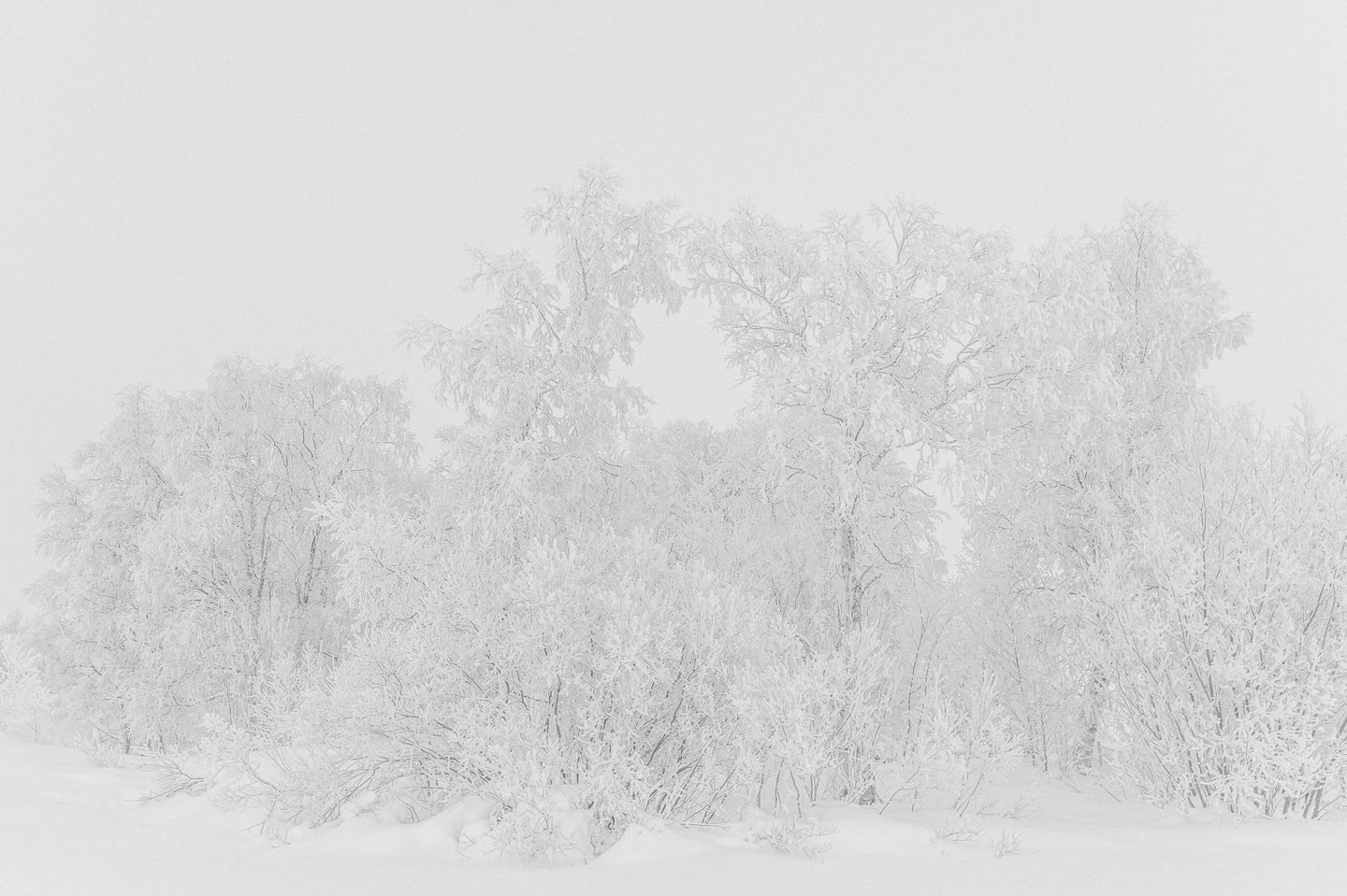 White trees